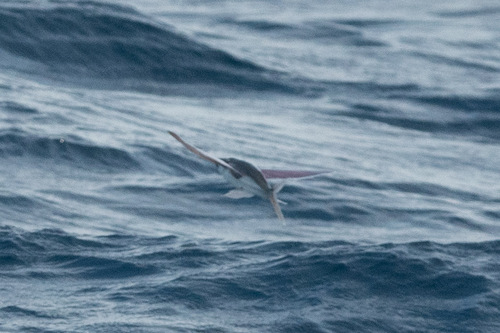 Stained-wing flyingfish (Cheilopogon spilonotopterus) — Exocoetidae — 5