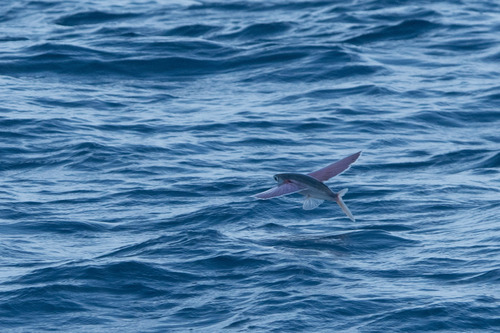 Cheilopogon spilonotopterus observed 2026-06-06