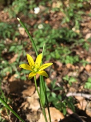 Gagea spathacea