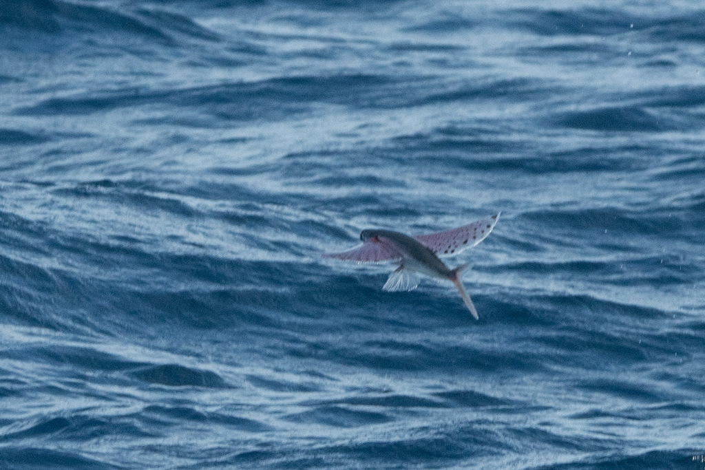 Glider flyingfish (Cheilopogon atrisignis) — Exocoetidae