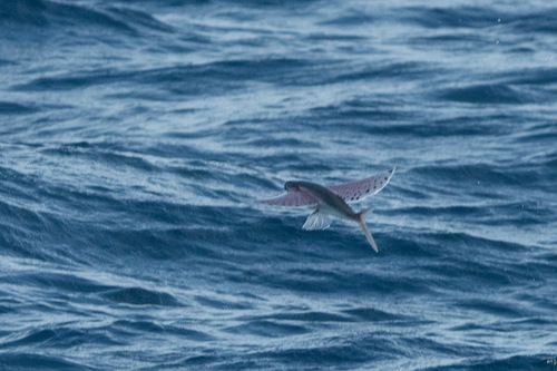Glider flyingfish (Cheilopogon atrisignis) — Exocoetidae