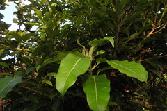 Ficus caulocarpa