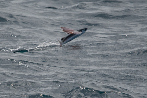 Cheilopogon spilonotopterus observed 2026-06-06