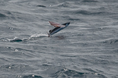 Stained Flyingfish photo 2