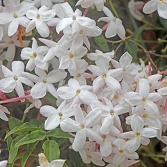Jasminum polyanthum