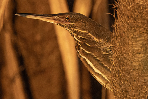Black Bittern (Botaurus flavicollis), photo 8