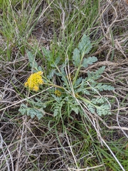 Cymopterus longipes