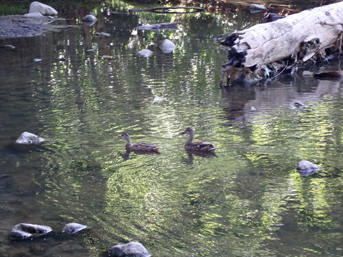 iNaturalist image