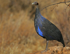 Vulturine Guineafowl photo 3