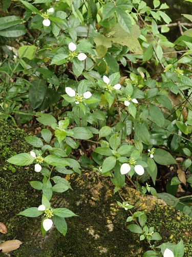 Splash-of-white