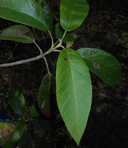 Petitia domingensis, photograph 1