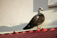 Columba livia domestica