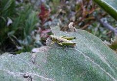 Agesander ruficornis