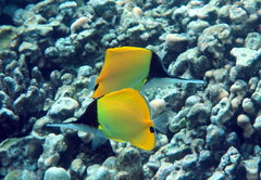 Forcipiger longirostris