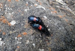 Astylus aulicus