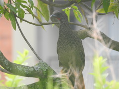 Ortalis columbiana