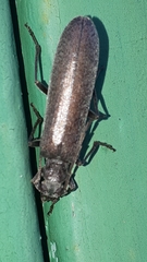 Calopus serraticornis