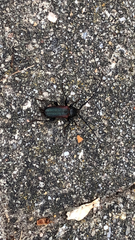 Callidiellum rufipenne