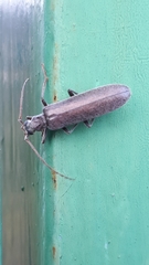 Calopus serraticornis