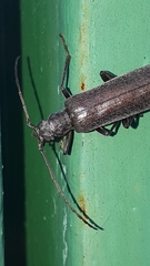 Calopus serraticornis