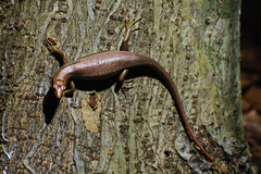 Trachylepis sechellensis