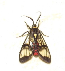 Argyroeides sanguinea