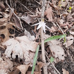 Erythronium albidum