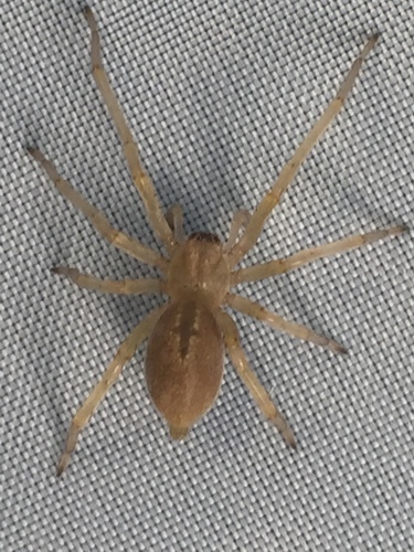 Northern Yellow Sac Spider, Via Lasagna, Gambettola, Emilia-Romagna, IT, photo 5 of 10