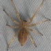 Longlegged Sac Spiders - Photo (c) Eddi Bisulli, some rights reserved (CC BY-NC), uploaded by Eddi Bisulli