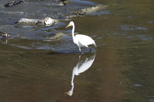 iNaturalist image