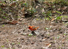 Foudia madagascariensis