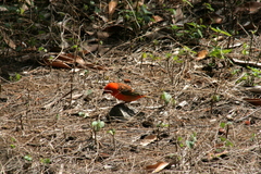 Foudia madagascariensis