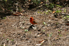 Foudia madagascariensis