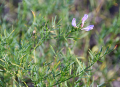 Astragalus arenarius