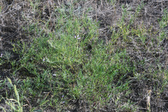 Astragalus arenarius