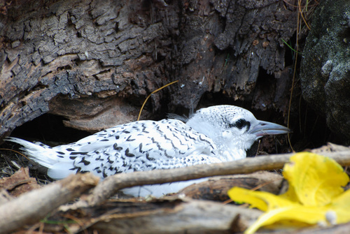 White-tailed Tropicbird