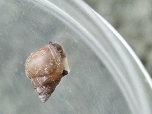 Assiminea observed 2026-06-07