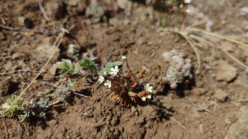 Androsace fedtschenkoi