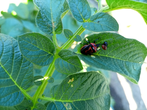 Two-spotted Stink Bug