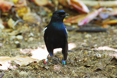 Copsychus sechellarum