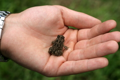 Sclerophrys gutturalis
