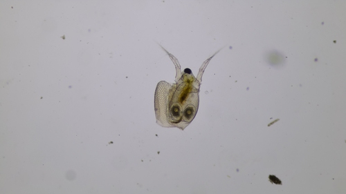 Ceriodaphnia reticulata