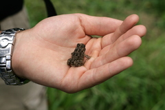 Sclerophrys gutturalis