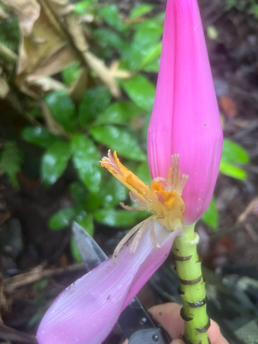 Musa ornata observed 2026-06-06