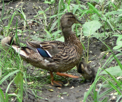iNaturalist image