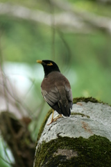 Acridotheres tristis