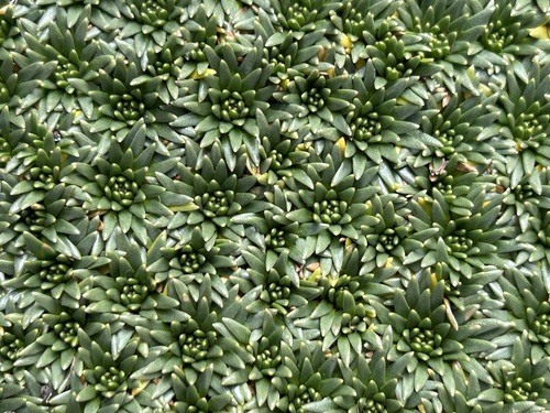 Plantago rigida, photograph 4