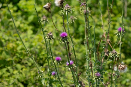 milk thistle