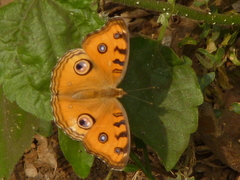 Junonia almana