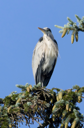 Grey Heron